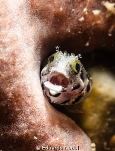 blenny by Eduardo Nadal 
